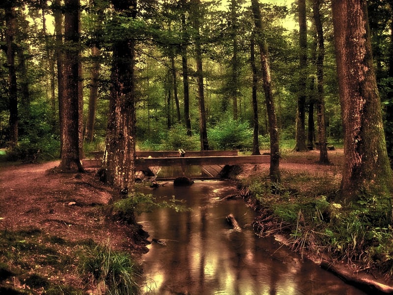 Wellness Retreat Image